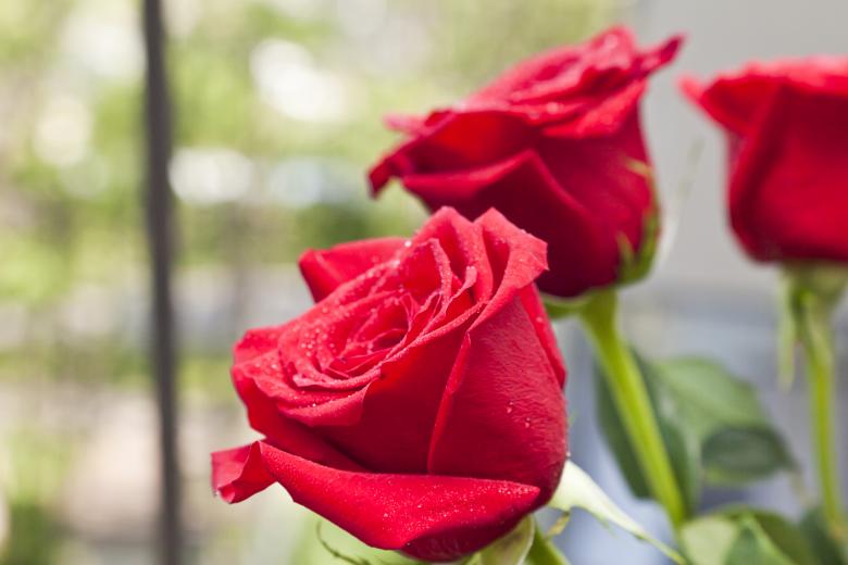 Free stock image of Red Roses created by Andrei Seleznev