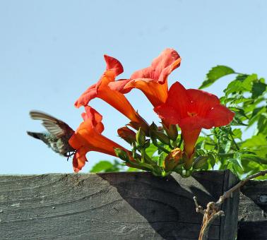 Hummingbird & Trumpet Flowers - Free Stock Photo