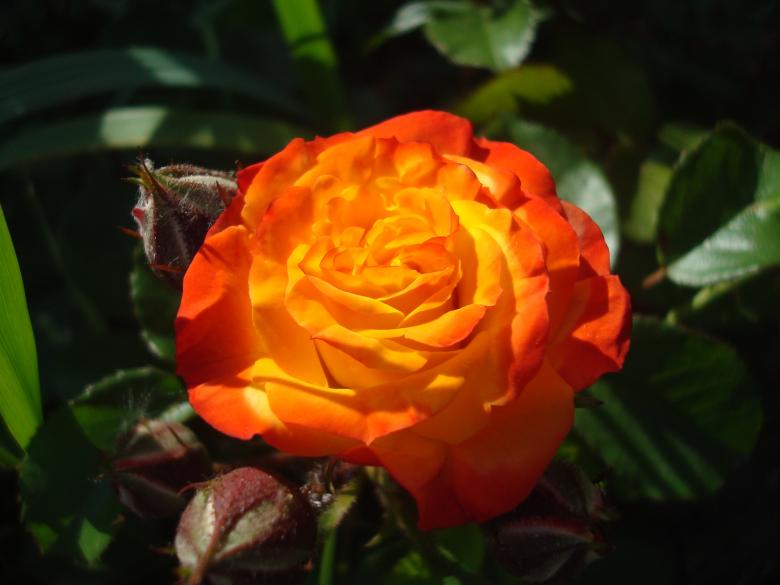 Free stock image of Orange rose created by Boris Kyurkchiev