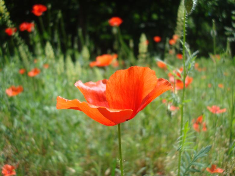 Free stock image of Red poppy flower created by Boris Kyurkchiev