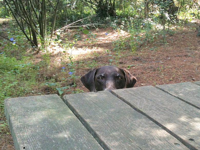 Free stock image of Peek a boo created by Sue Osborn
