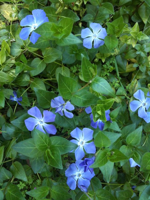 Free stock image of Periwinkle created by Sue Osborn