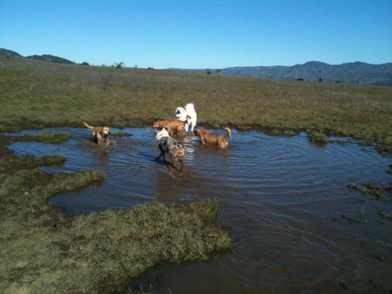 Free stock image of Puddle Party created by Sue Osborn