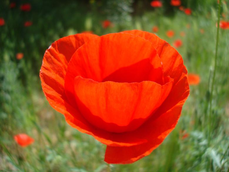 Free stock image of Red poppy flower created by Boris Kyurkchiev