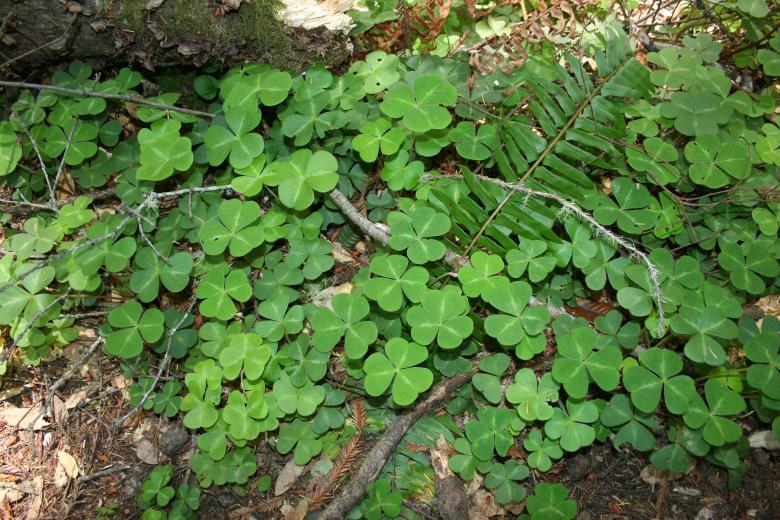 Free stock image of Forest Clover created by Sue Osborn