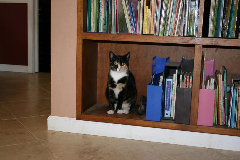 Free stock image of Cat Bookworm created by Sue Osborn