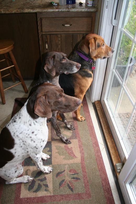 Free stock image of Three Dog Day created by Sue Osborn