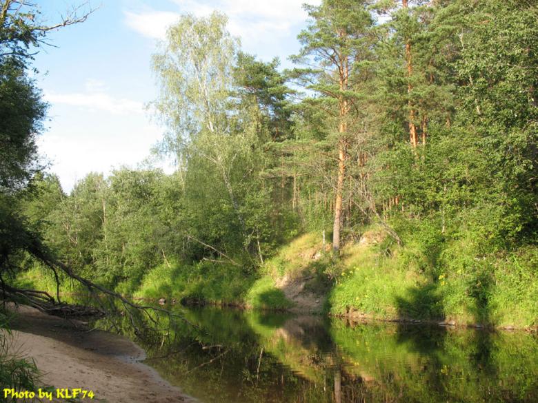 Free stock image of Forrest created by Sergey