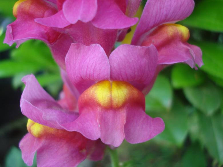 Free stock image of Wild flower  created by Boris Kyurkchiev