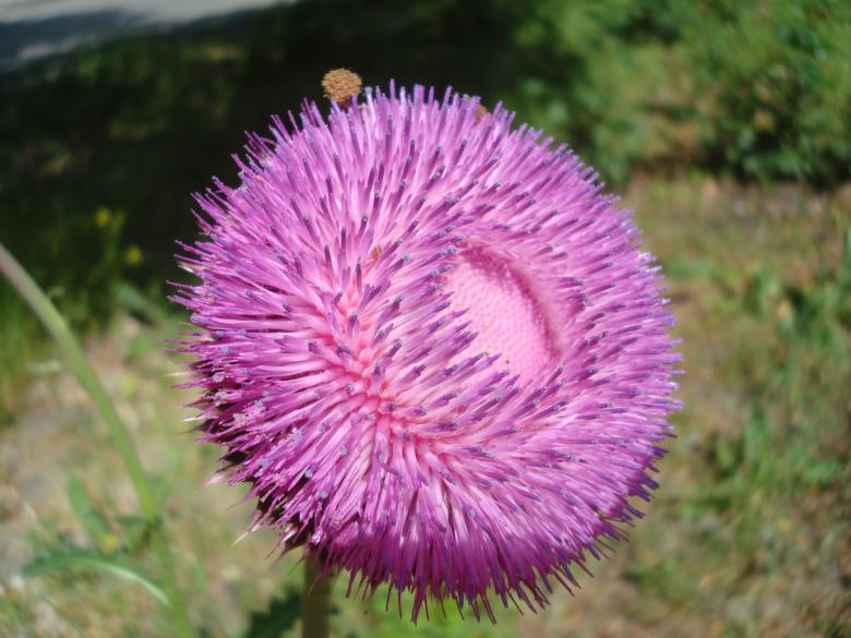 Free stock image of Wild flower created by Boris Kyurkchiev