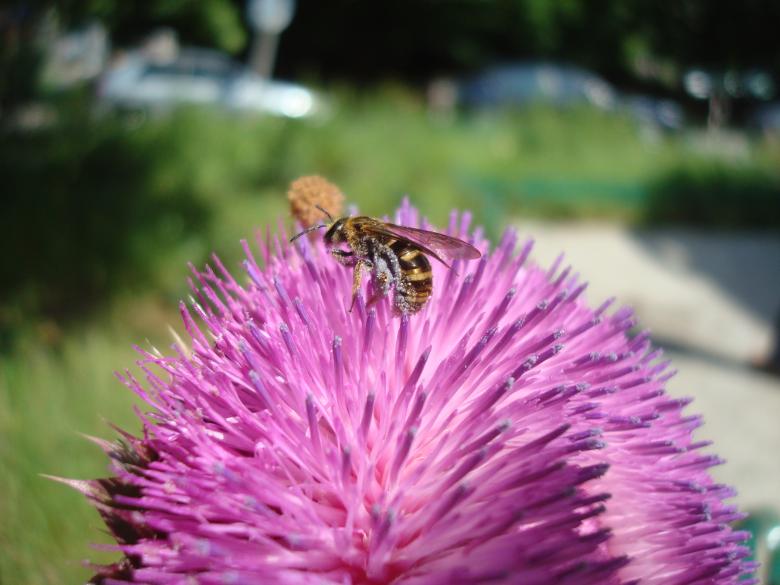 Free stock image of Bee on a wild flower created by Boris Kyurkchiev