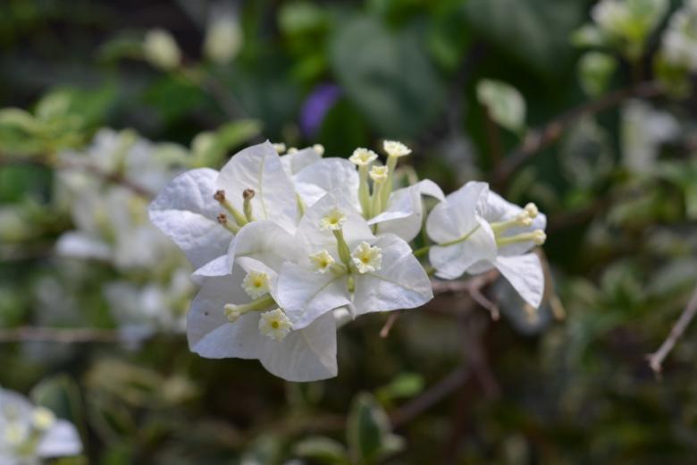 Free stock image of Clumps of White Flowers created by Ryan Jhoe
