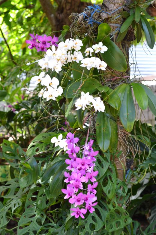 Free stock image of White and purple orchid created by Ryan Jhoe