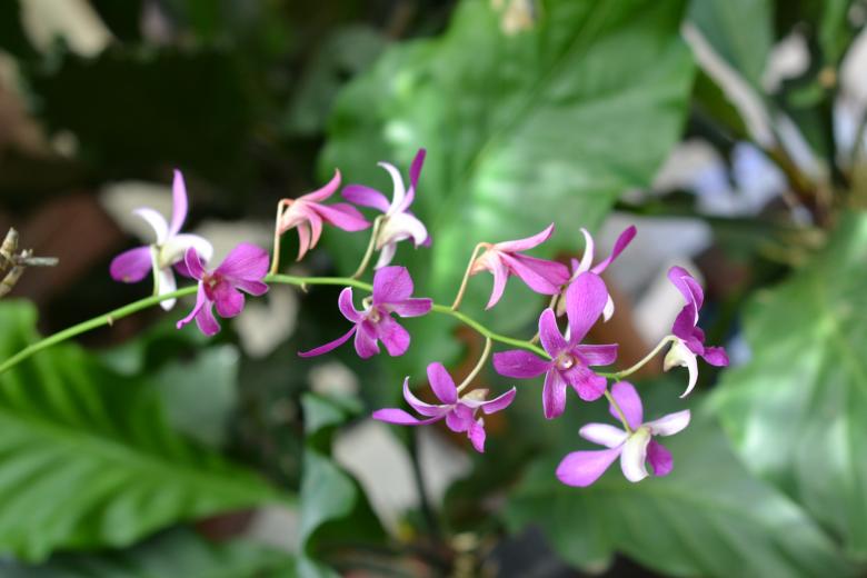 Free stock image of Purple Orchid created by Ryan Jhoe