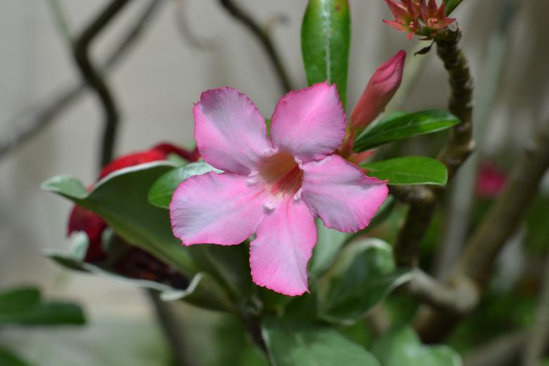 Free stock image of Pink Flower Bloom created by Ryan Jhoe