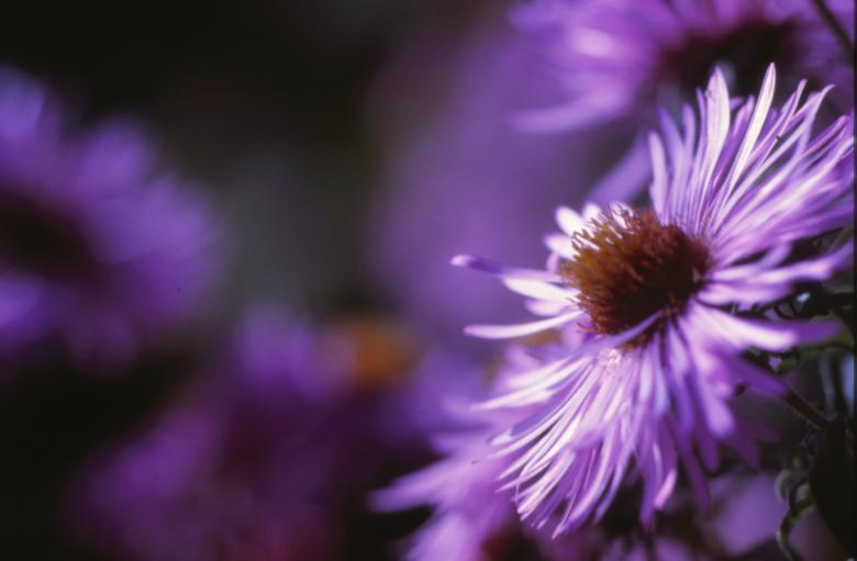 Free stock image of Bloom created by MUNCH PIERRE