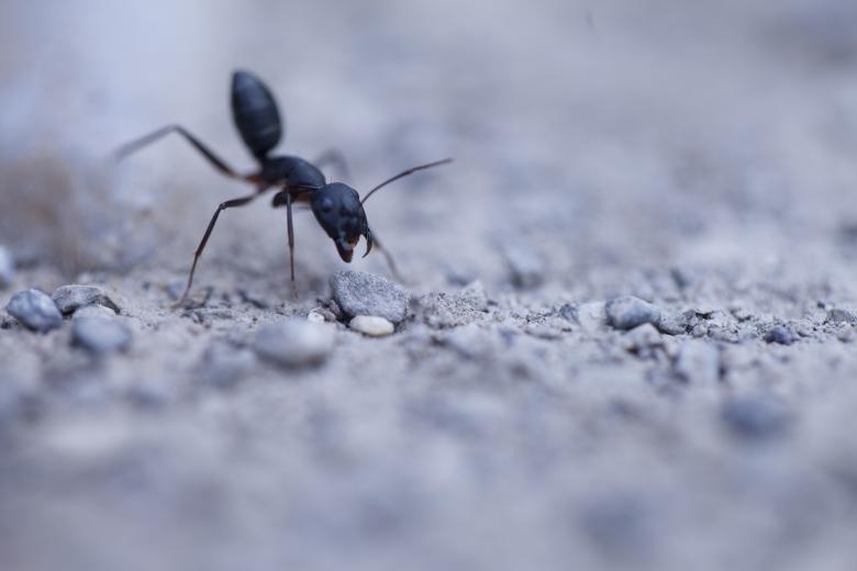 Free stock image of Agressive ant created by nasir rauf
