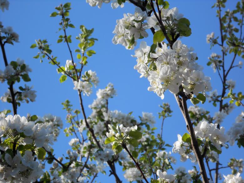 Free stock image of Flowers on appletree created by 2happy