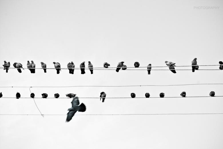 Free stock image of Birds on the Wire created by infectedgallery