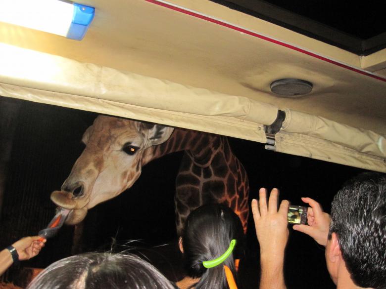 Free stock image of Night safari Chiang Mai created by KYAW ZAY YA