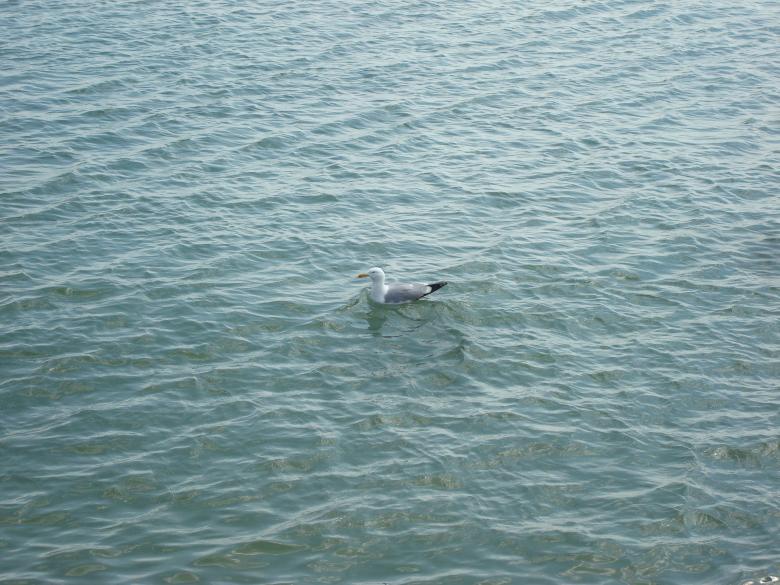 Free stock image of A seagull in the sea created by Boris Kyurkchiev