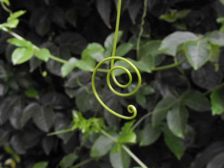 Free stock image of Passionflower leaf created by Sagive SEO