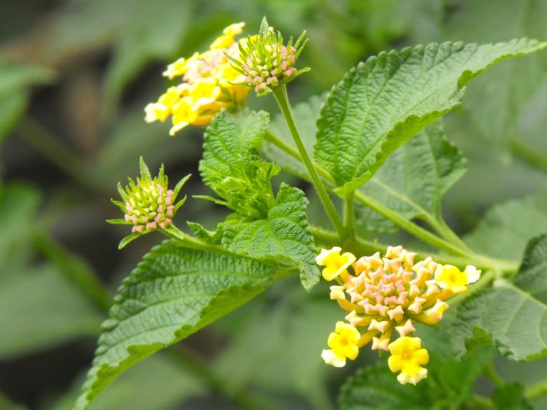 Free stock image of Common Flower Bloom created by Sagive SEO