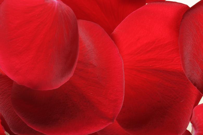 Free stock image of Red rose petals created by 2happy