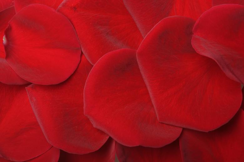Free stock image of Red rose petals created by 2happy