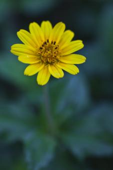 Yellow Bloom - Free Stock Photo