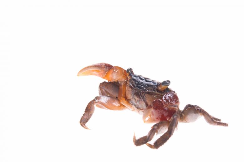 Free stock image of Crab created by 2happy