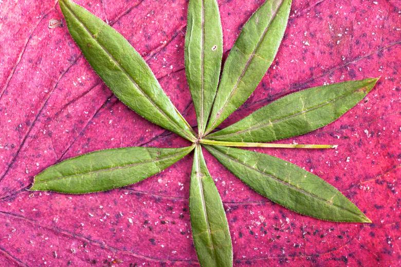 Free stock image of Leaf created by 2happy
