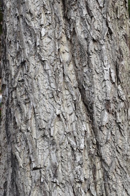 Free stock image of Bark of white walnut created by Tomas Adomaitis