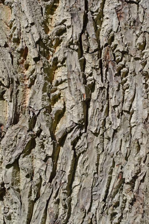 Free stock image of Bark of english walnut created by Tomas Adomaitis