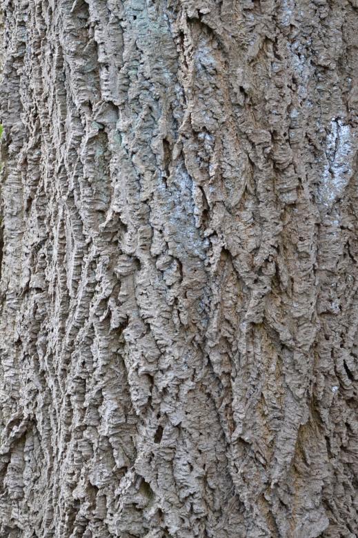 Free stock image of Bark of amur cork tree created by Tomas Adomaitis
