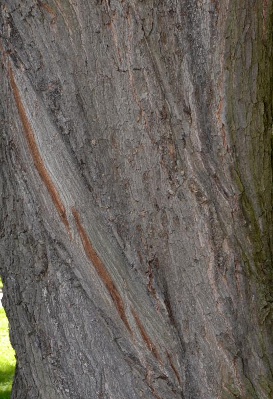 Free stock image of Bark of bur oak created by Tomas Adomaitis
