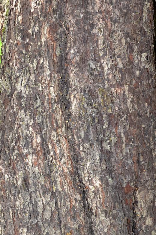 Free stock image of Bark of wild service tree created by Tomas Adomaitis