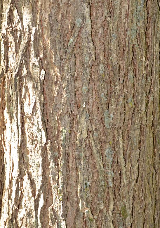 Free stock image of Bark of american elm created by Tomas Adomaitis