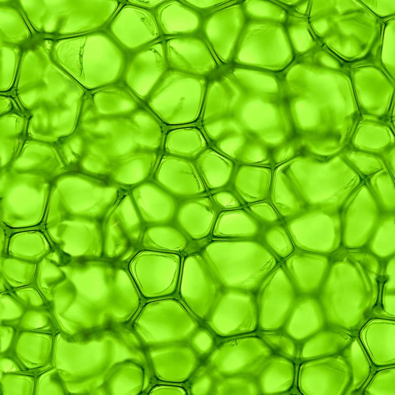 Free stock image of Nature texture created by Dang Huy  Tuan Anh