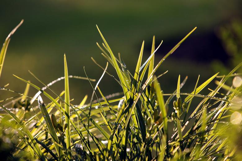 Free stock image of Grass created by Tim Fitch