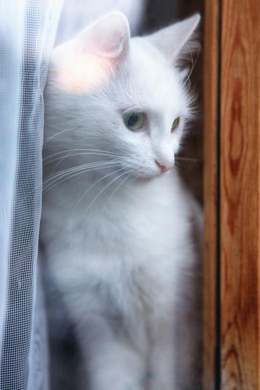 Free stock image of Cat looking created by 2happy