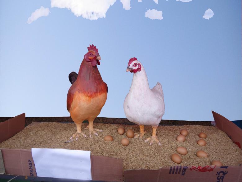 Free stock image of Cock and Hen created by Madhu Badhu