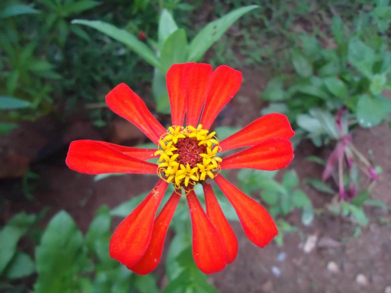 Free stock image of Red flower created by Madhu Badhu