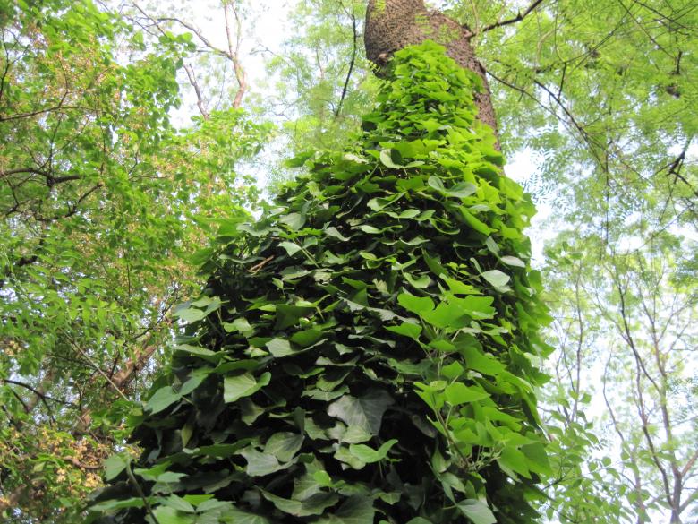 Free stock image of Ivy on a tree created by Boris Kyurkchiev