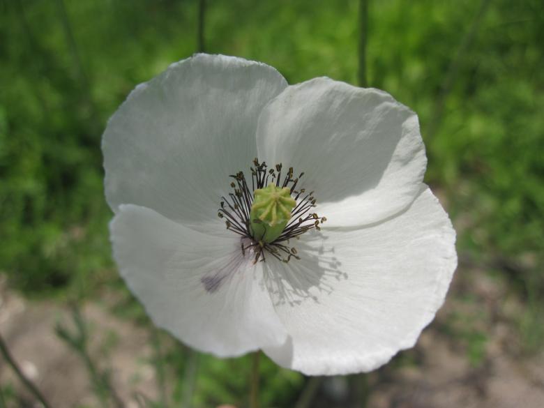 Free stock image of White poppy flower created by Boris Kyurkchiev
