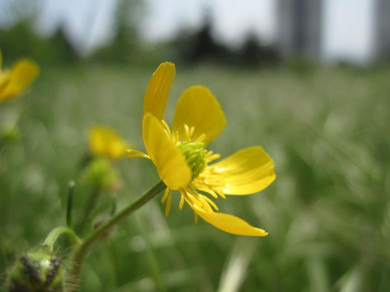 Free stock image of Yellow spring flower created by Boris Kyurkchiev