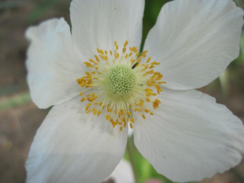 Free stock image of Beautiful white flower created by Boris Kyurkchiev