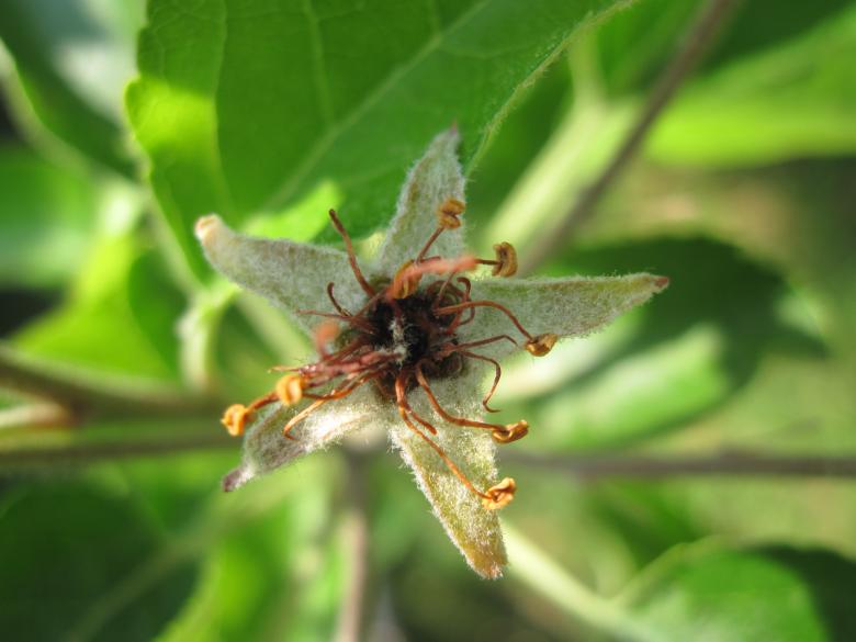 Free stock image of Dry tree blossem created by Boris Kyurkchiev