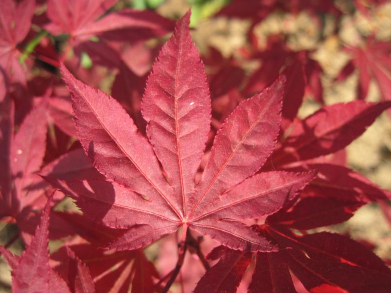 Free stock image of Red leafs created by Boris Kyurkchiev
