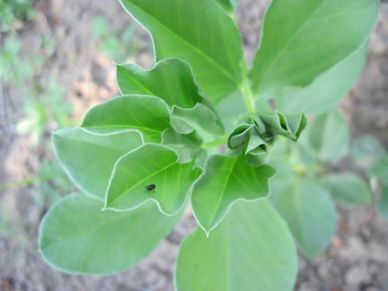 Free stock image of Green plant created by Boris Kyurkchiev